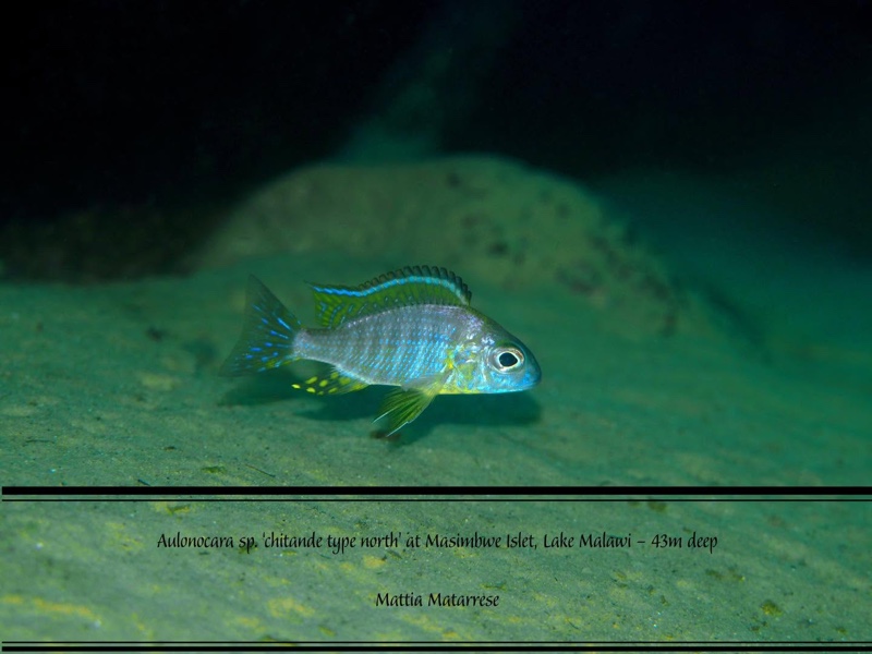 Aulonocara sp. 'chitande type north' Masimbwe Island